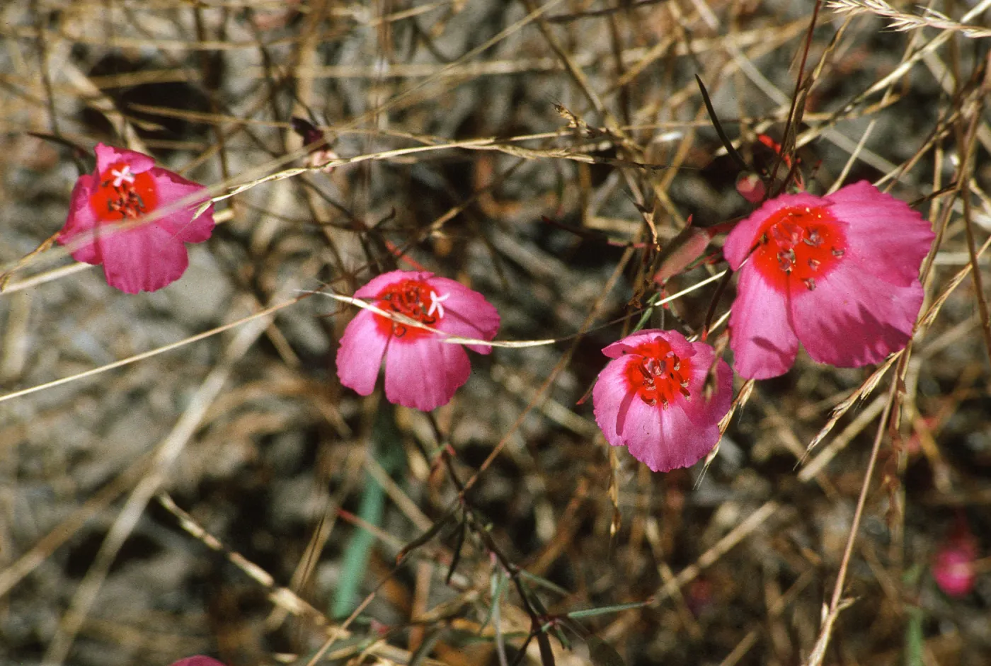 Clarkia