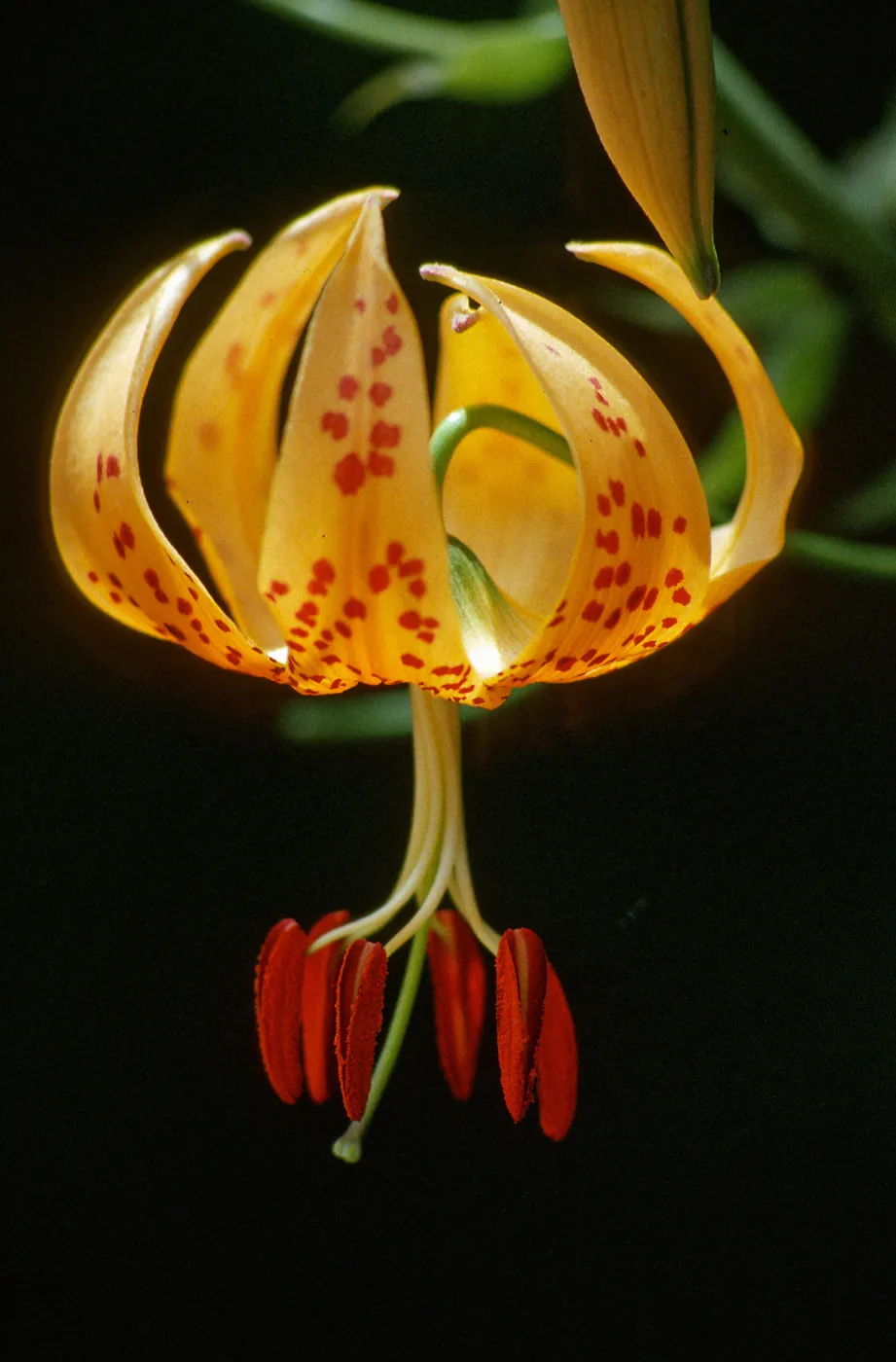 Lilium pardalinum