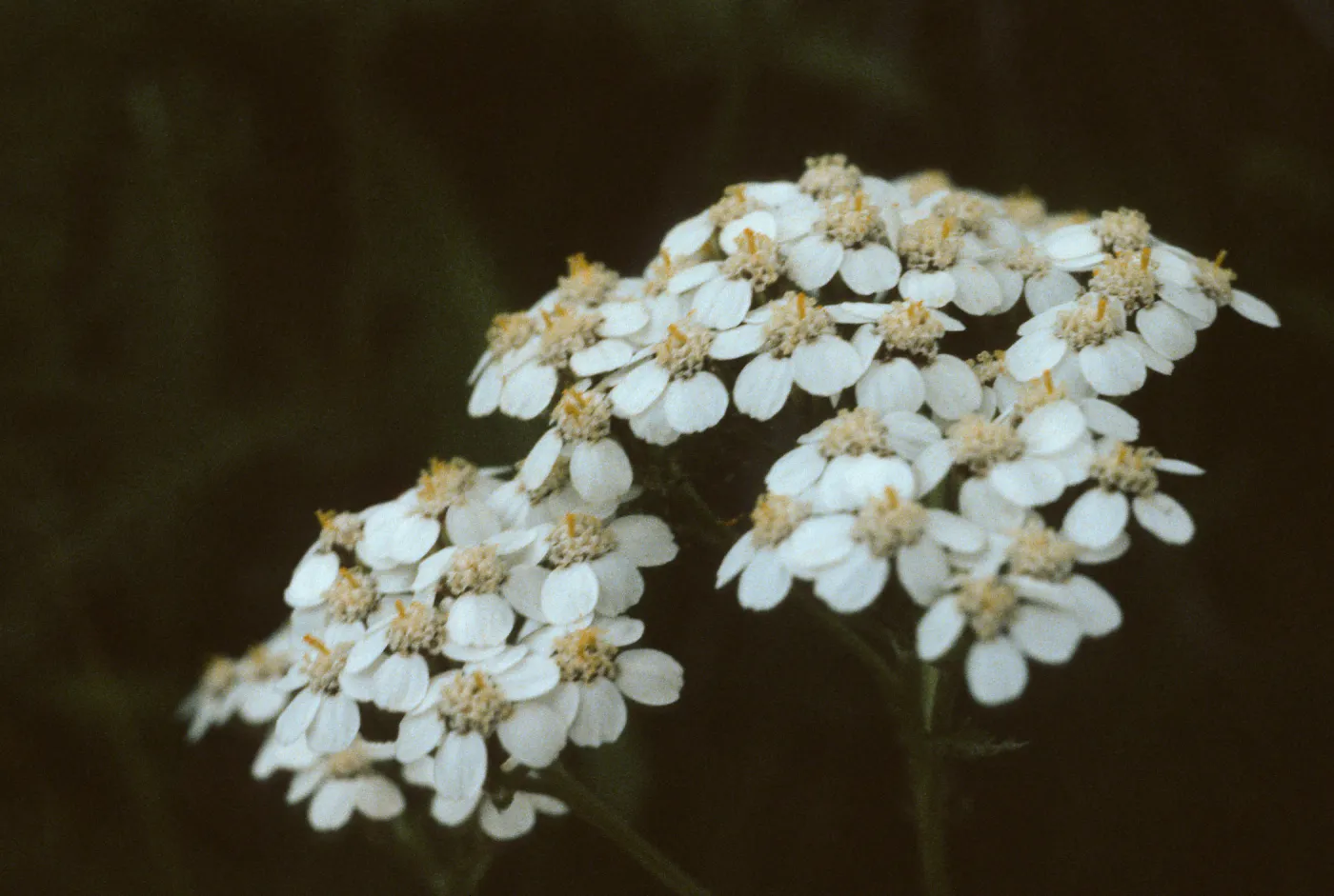 Achillea lanulosa