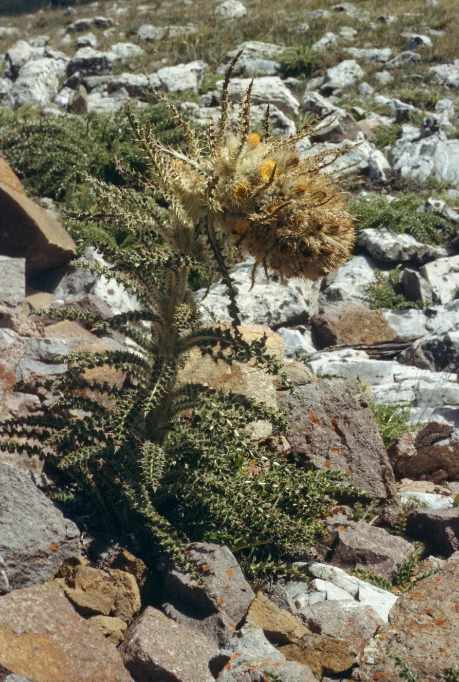 Cirsium scopulorum