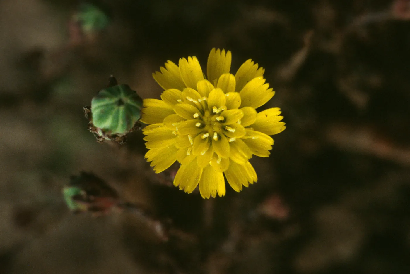 Malacothrix indecora