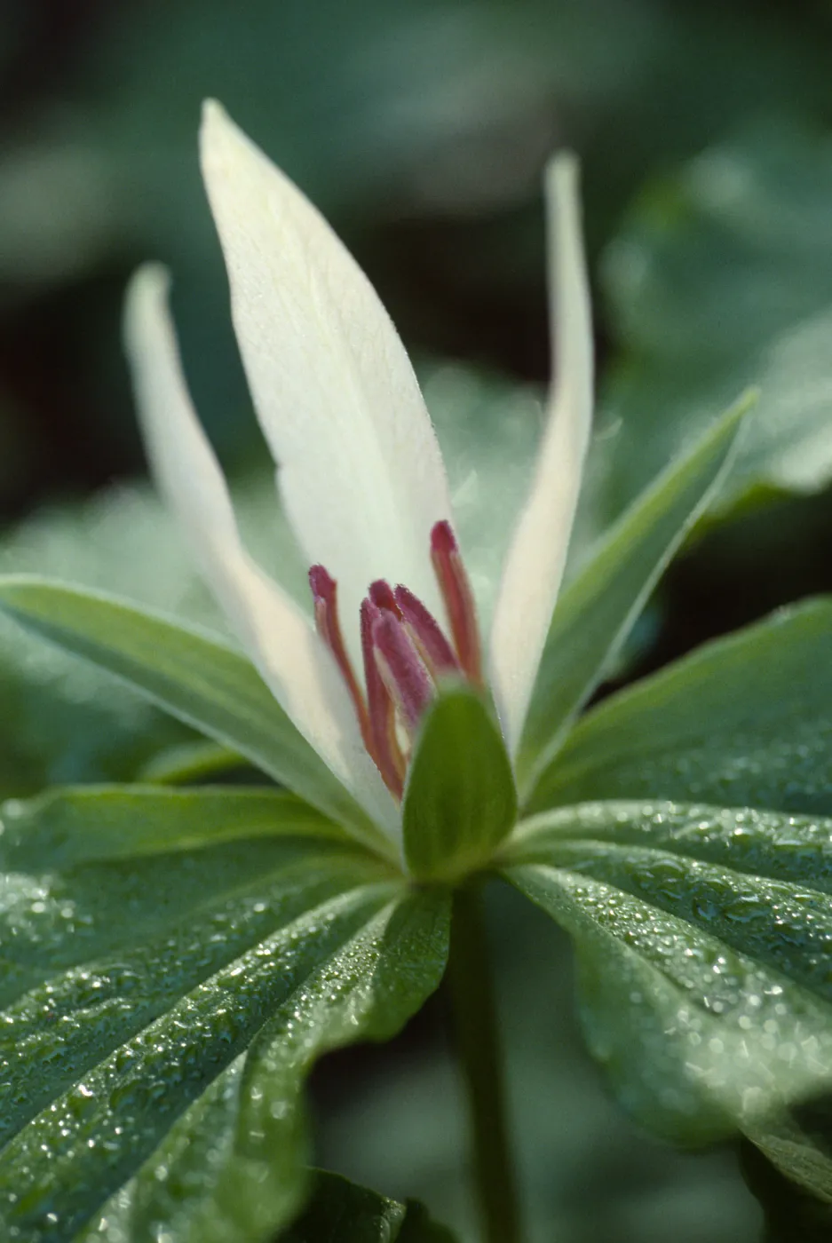 Trillium chloropetalum