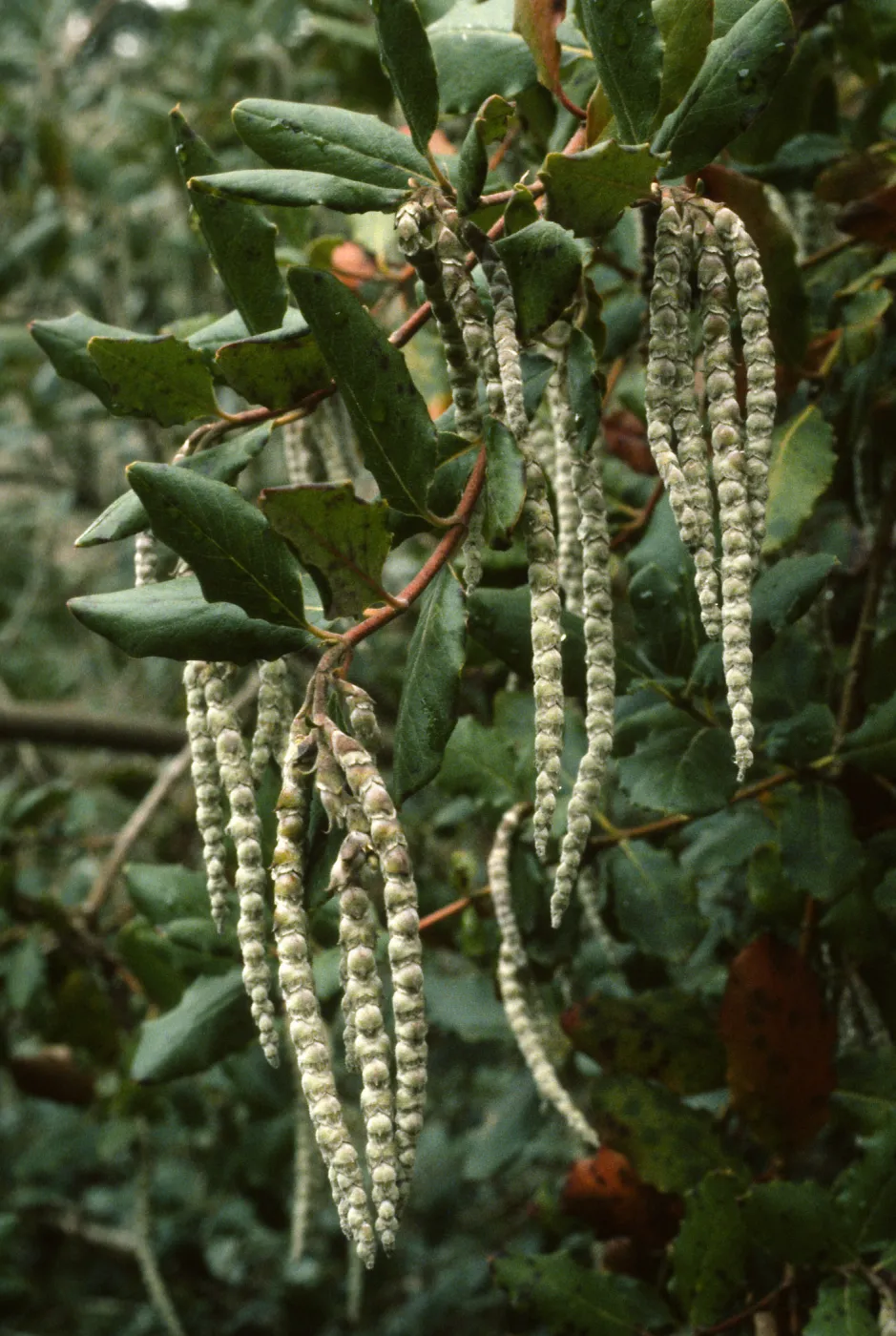 Garrya elliptica