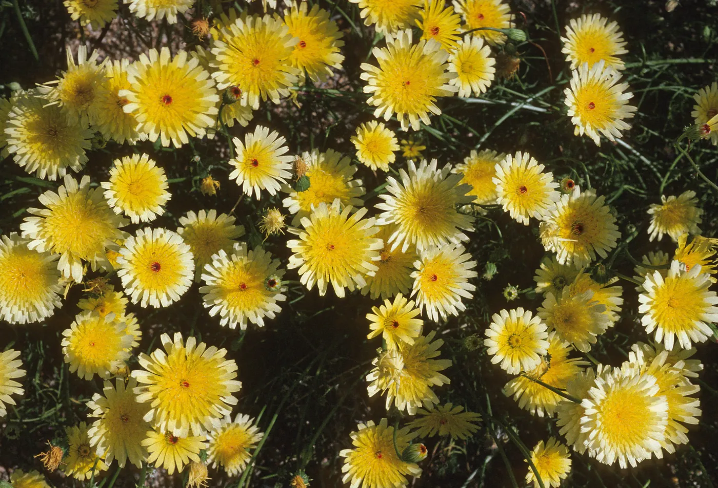 Malacothrix californica