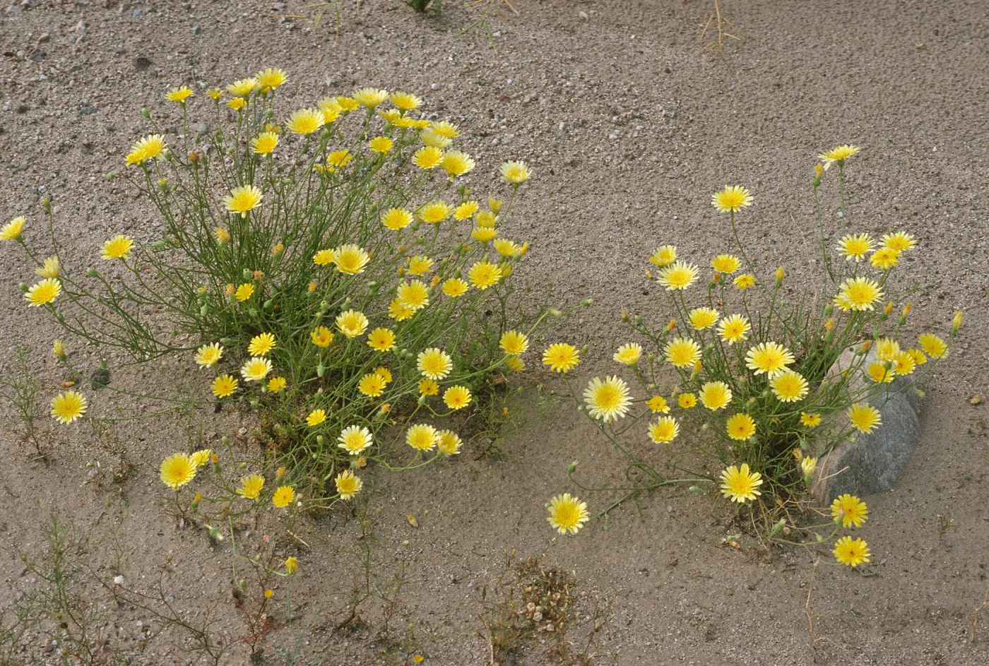 Malacothrix californica