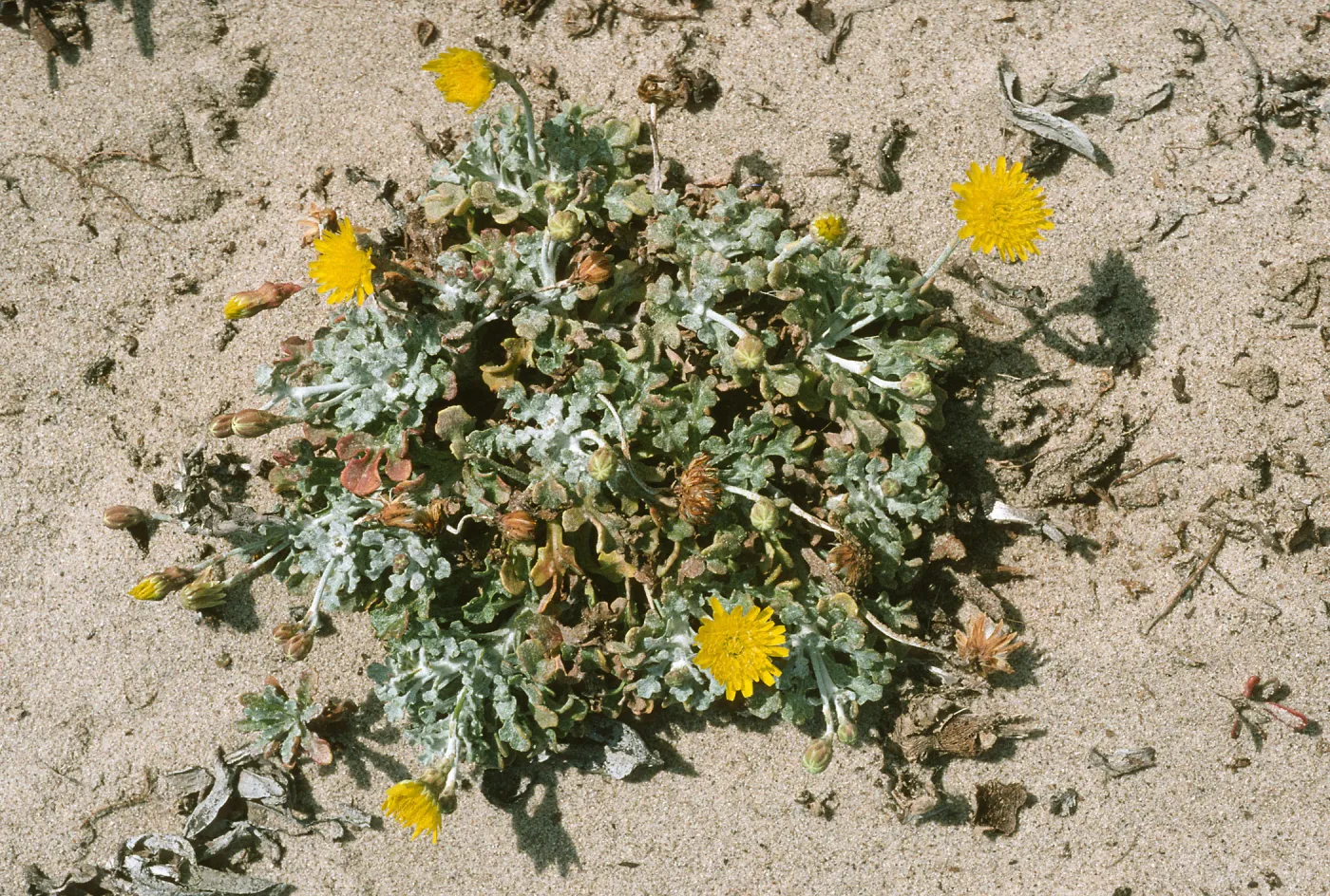 Malacothrix incana