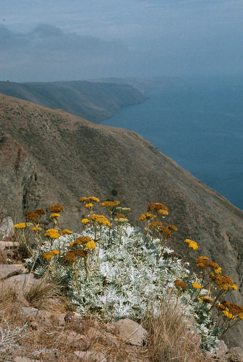 Constancea nevinii