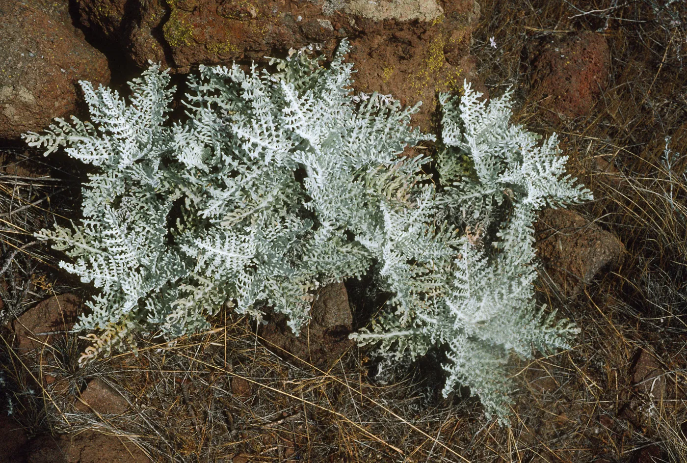 Constancea nevinii (Eriophyllum nevinii)