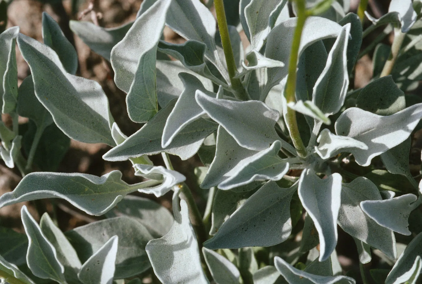 Encelia farinosa
