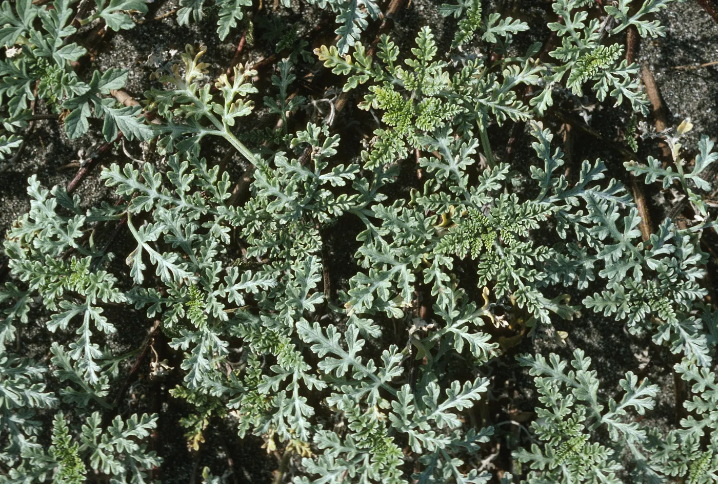 Ambrosia chamissonis