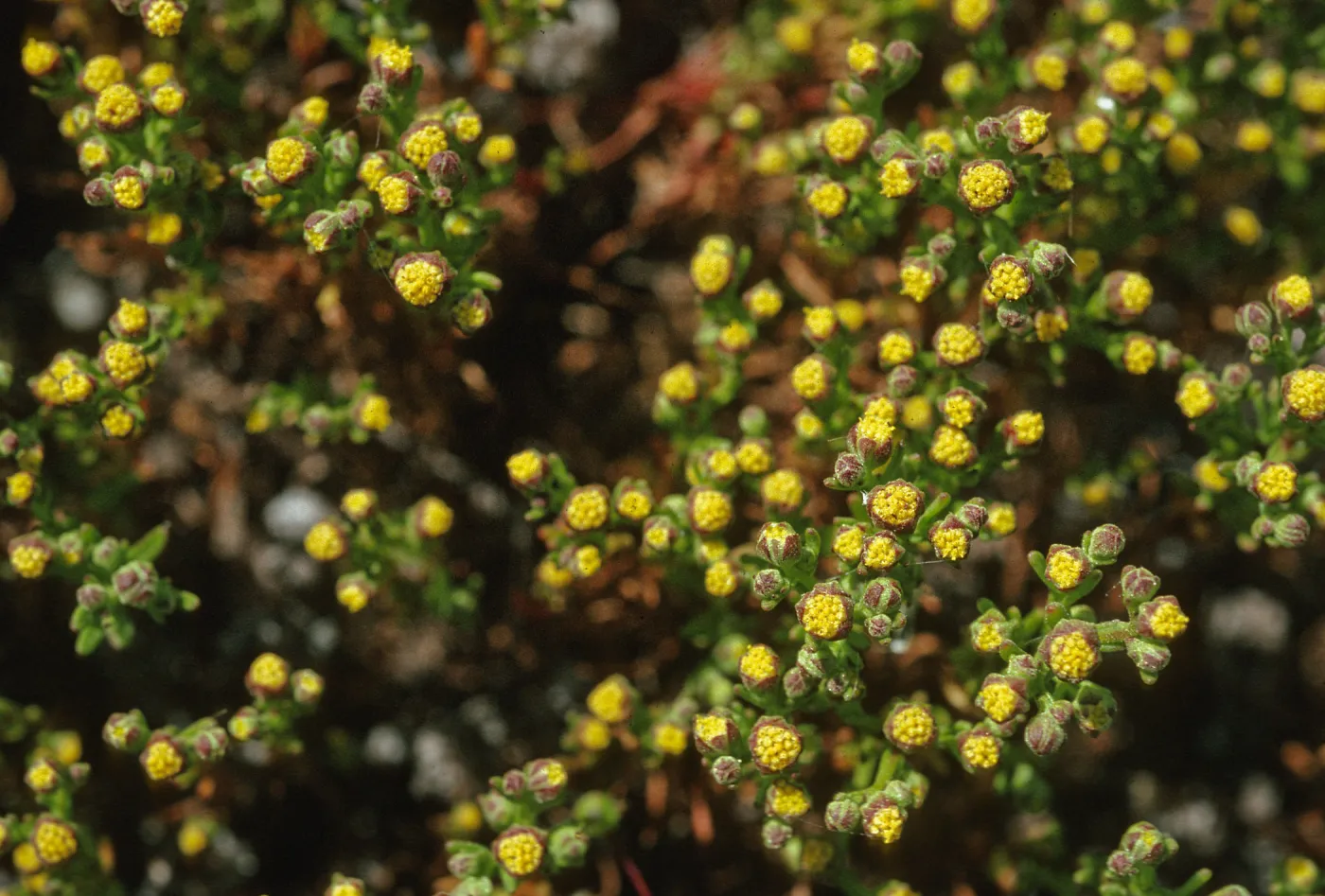 Amblyopappus pusillus