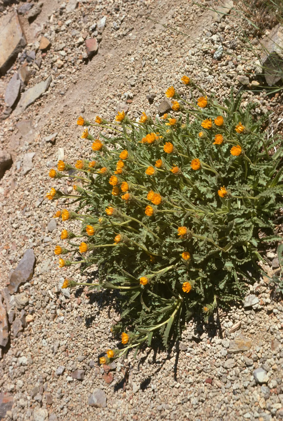 Hulsea algida