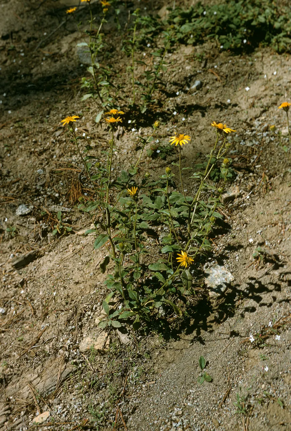 Hulsea brevifolia