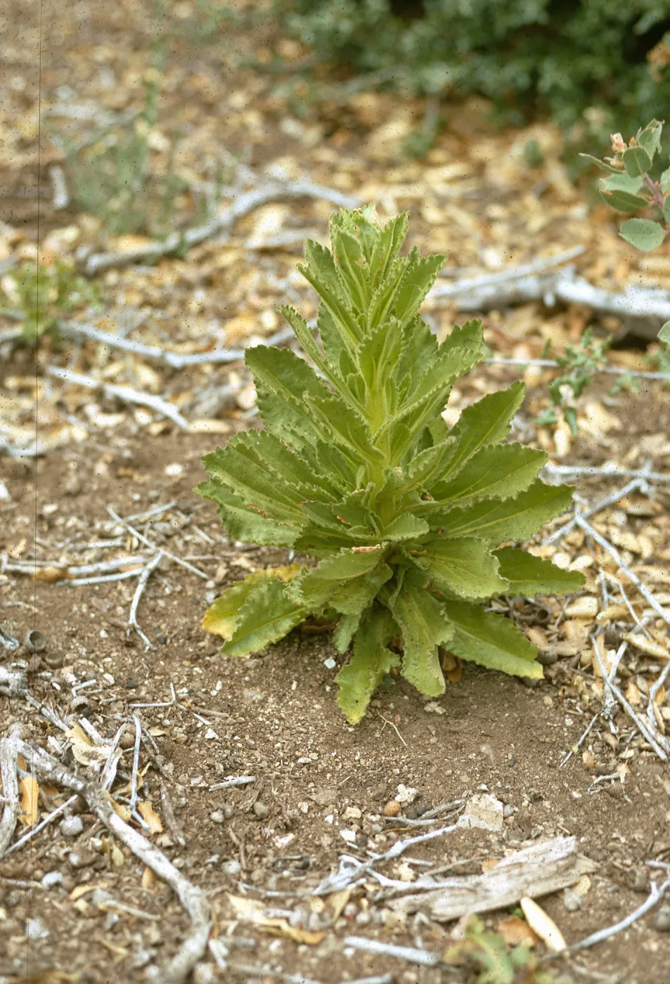Hulsea heterochroma