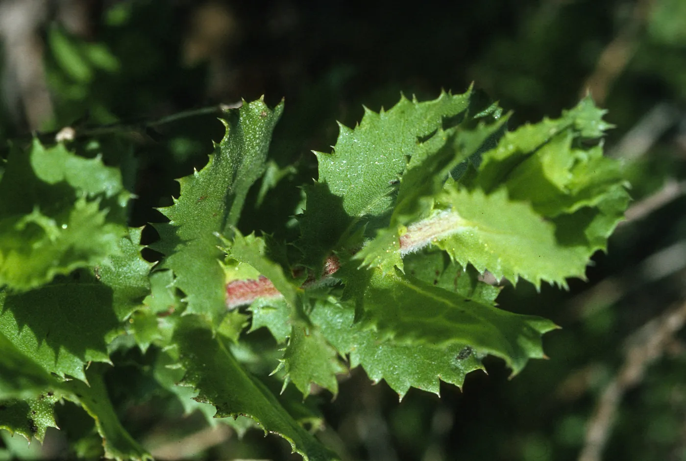 Hazardia squarrosa