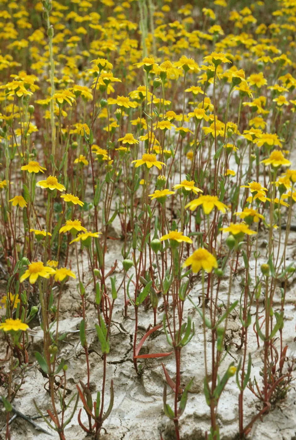 Lasthenia fremontii