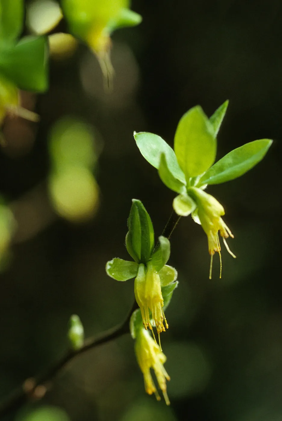 Dirca occidentalis