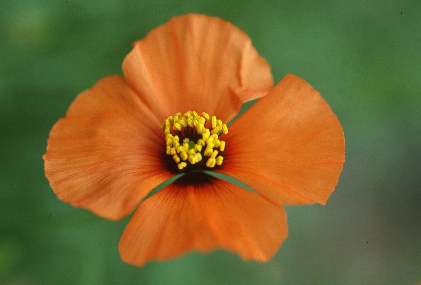 Stylomecon heterophylla