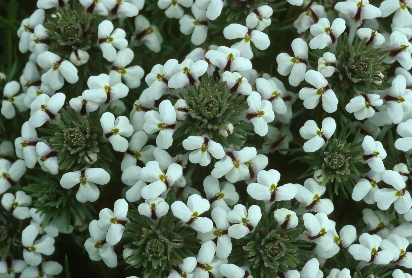 Orthocarpus