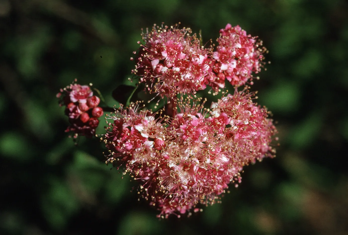 Spiraea densiflora