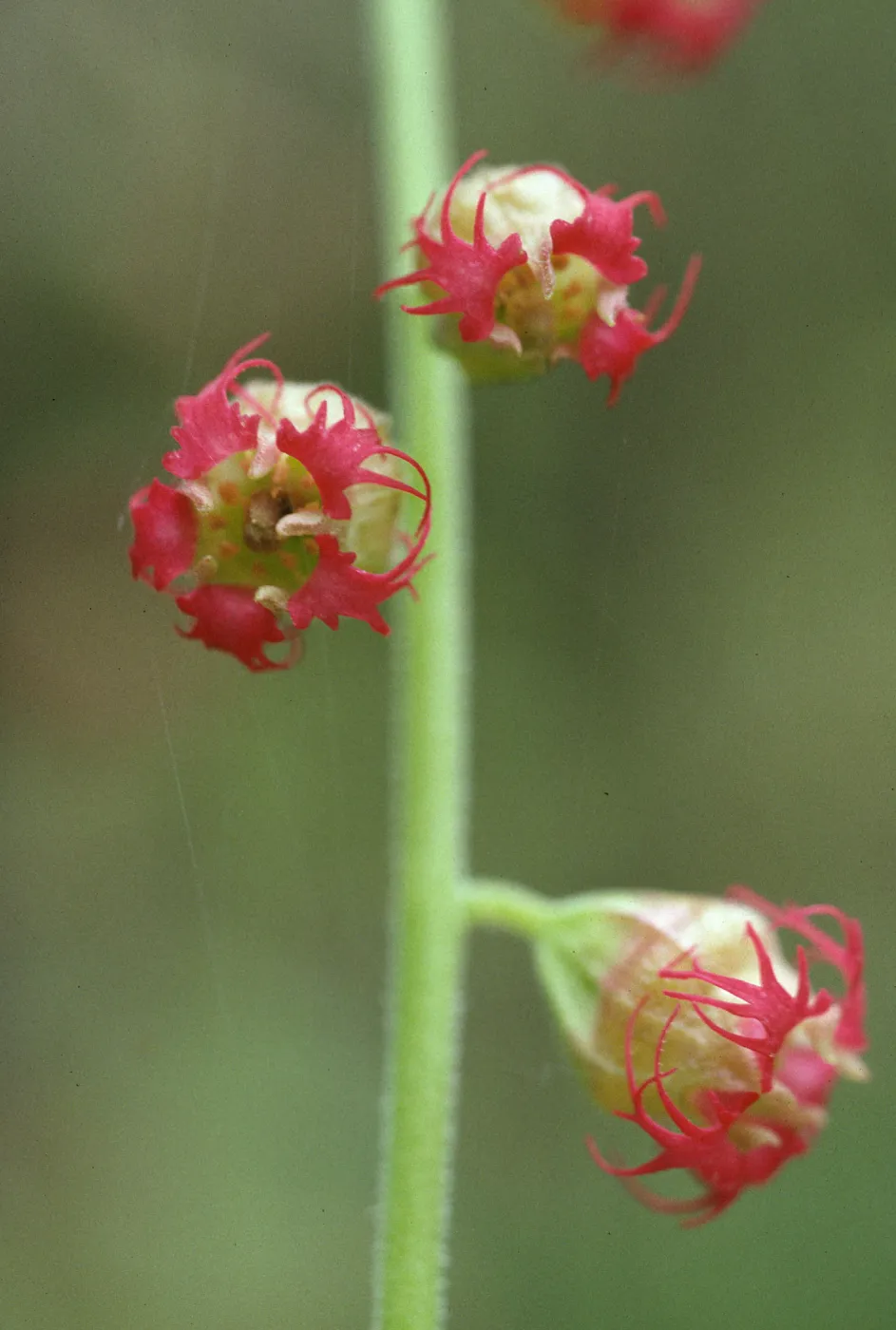 Tellima grandiflora