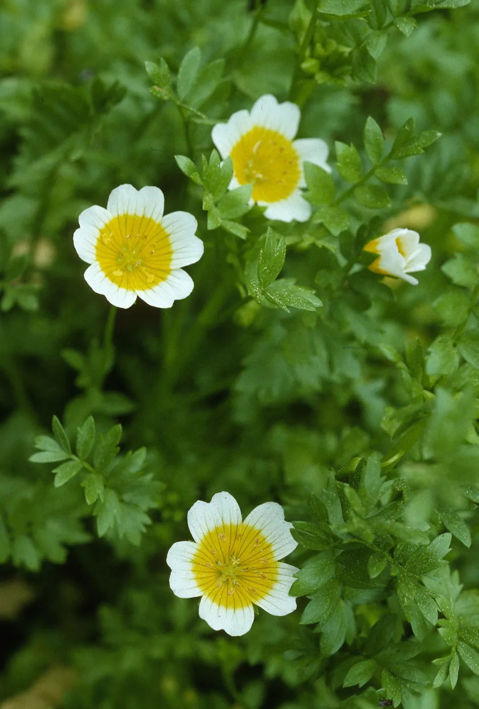 Limnanthes douglasii