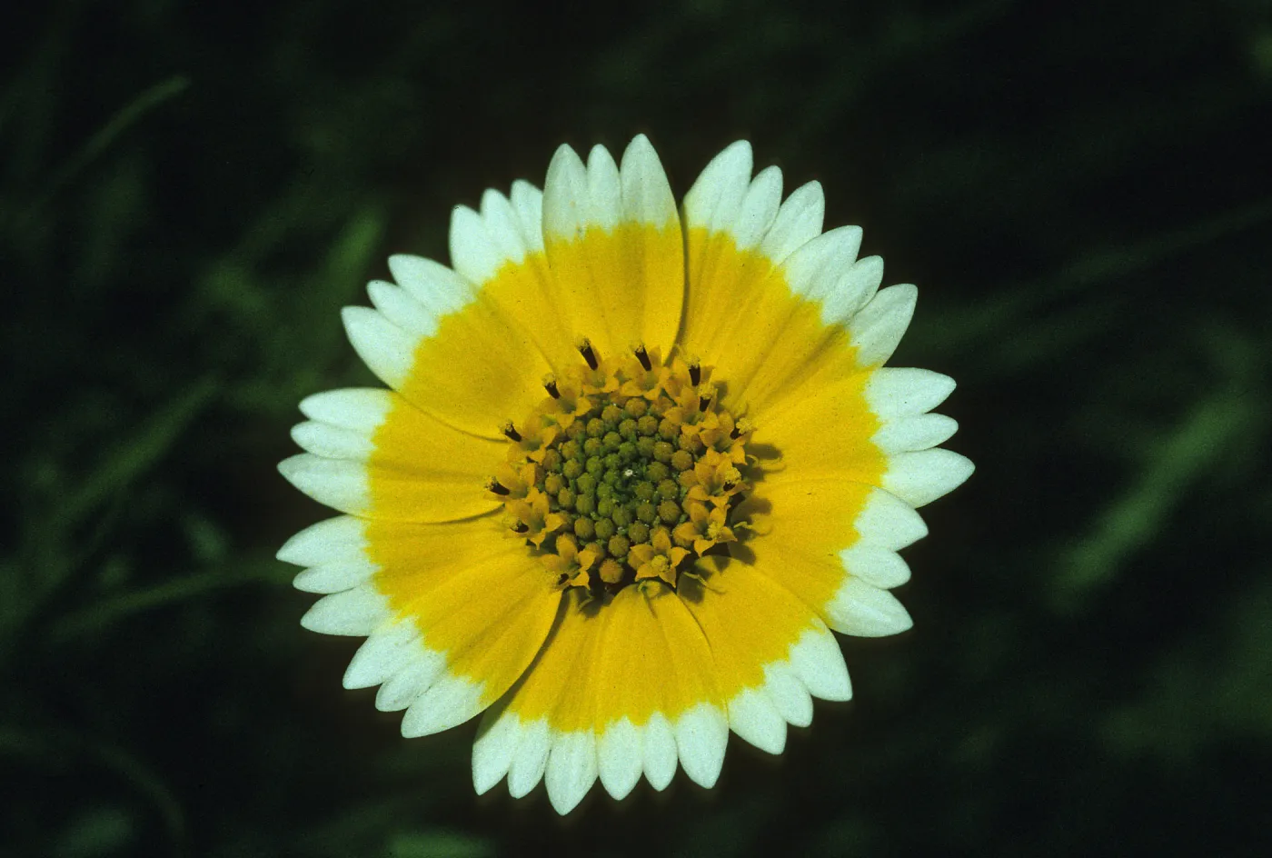 Layia platyglossa