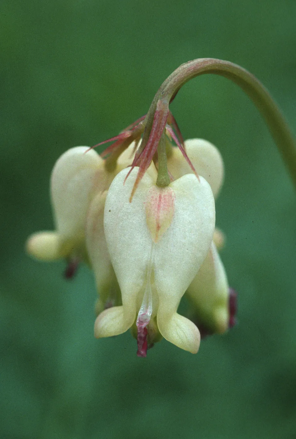 Dicentra formosa oregona