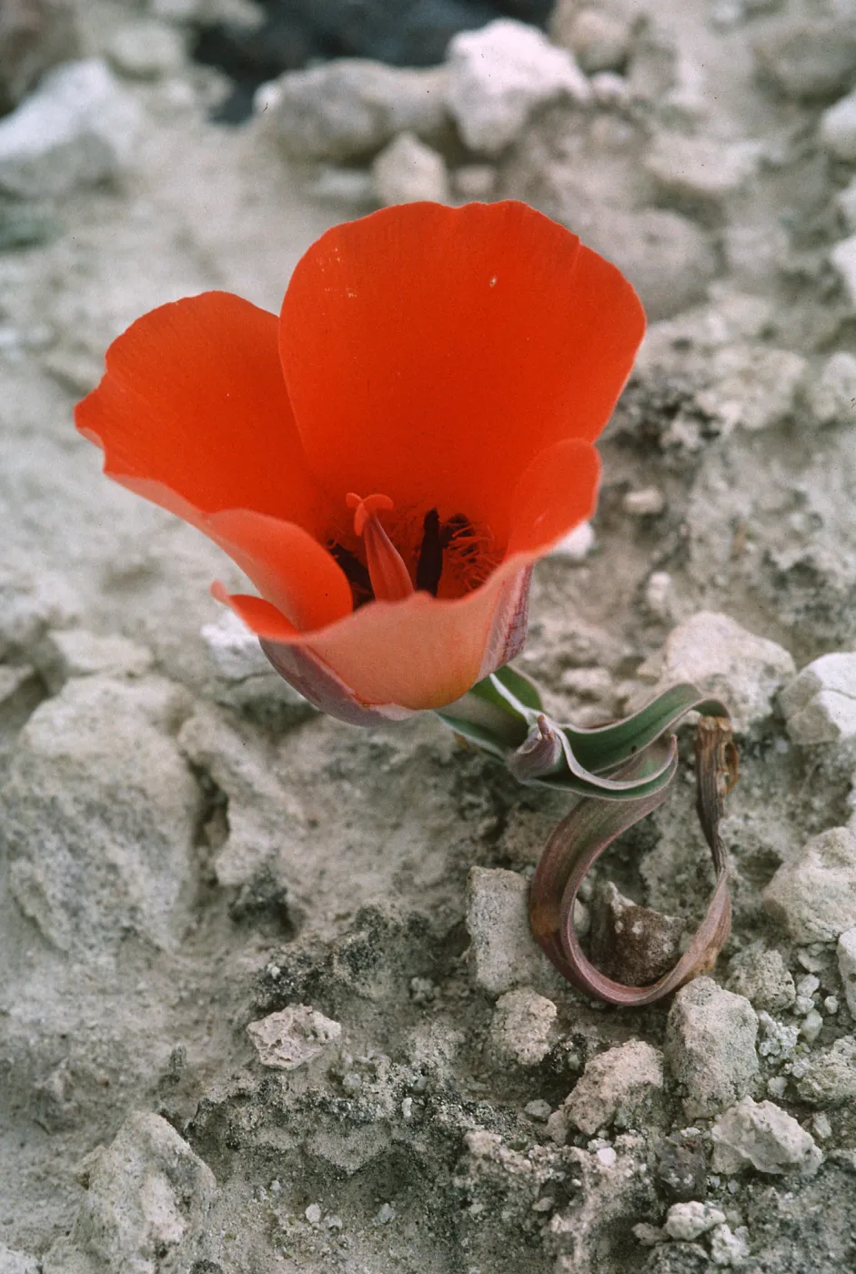 Calochortus kennedyi