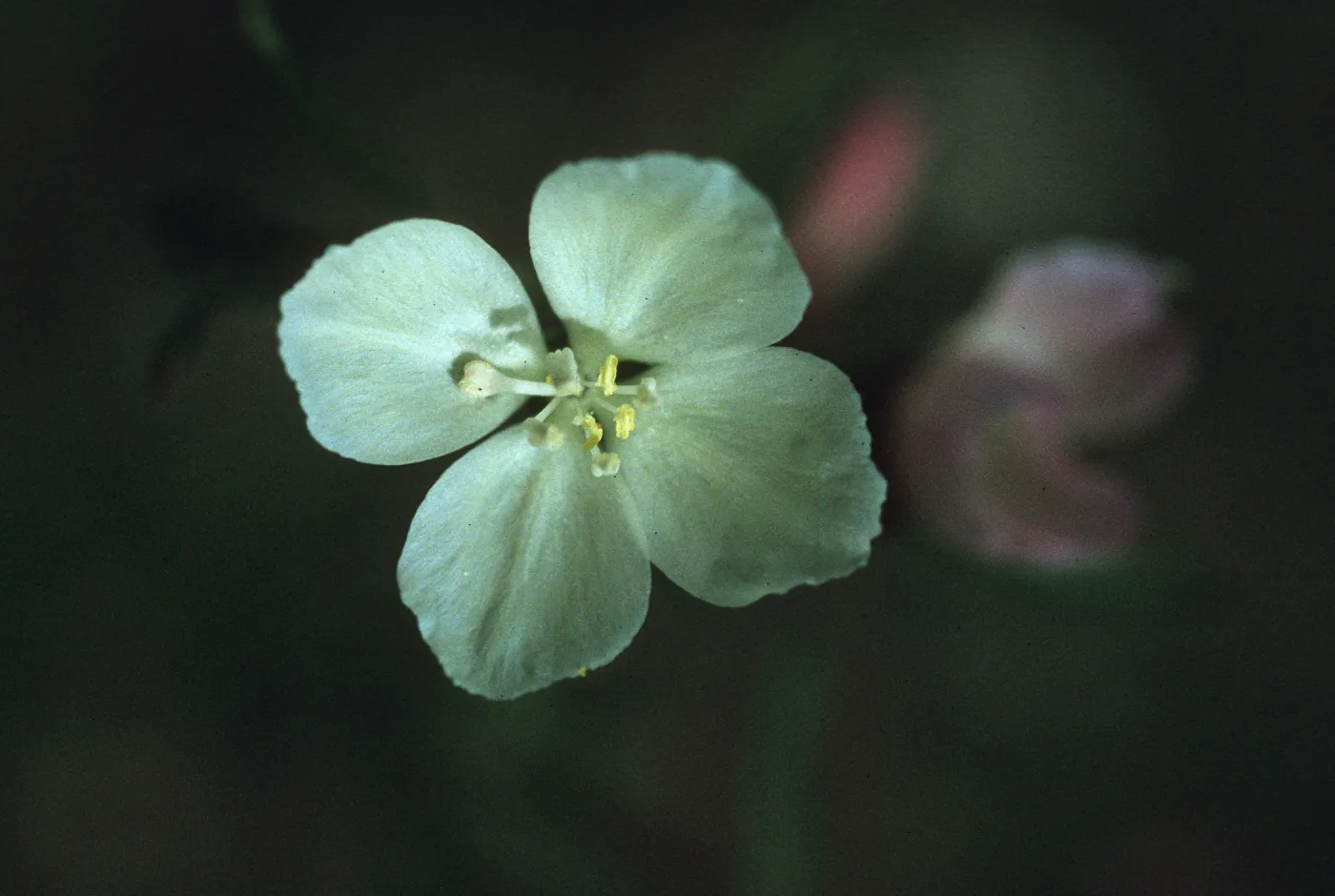 Clarkia epilobioides
