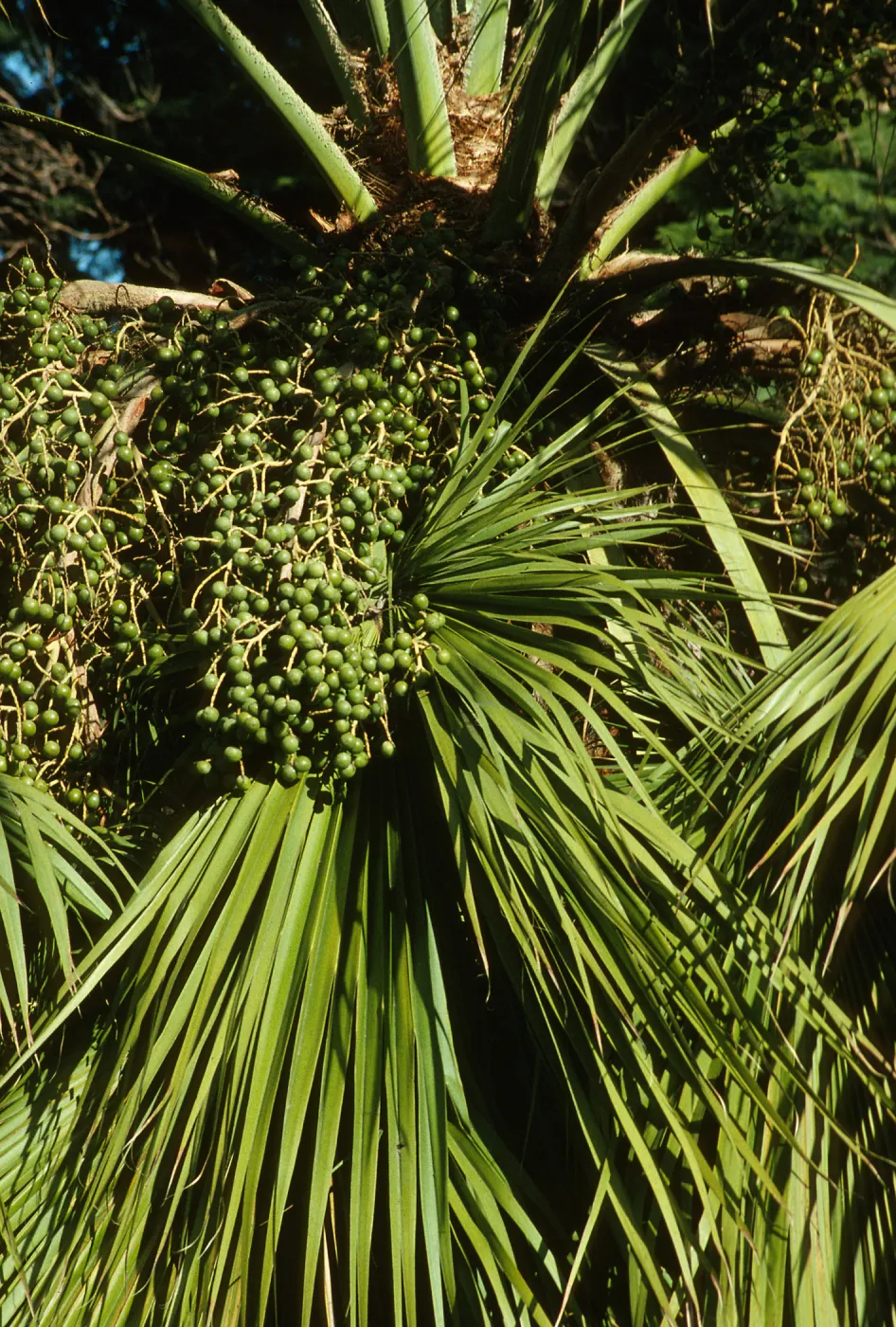 Washingtonia palm, with fruiting inflorescences