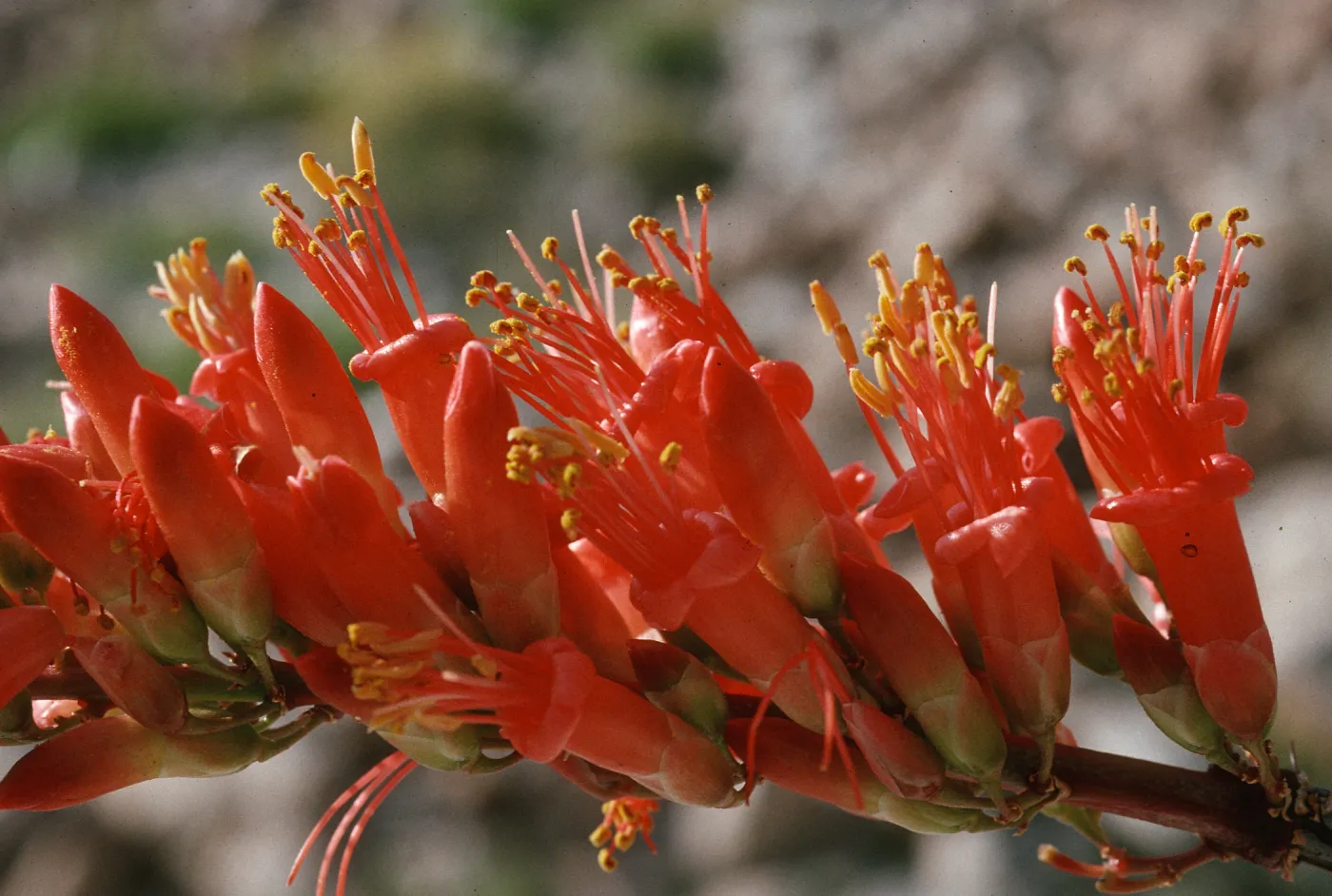 Fouquieria splendens