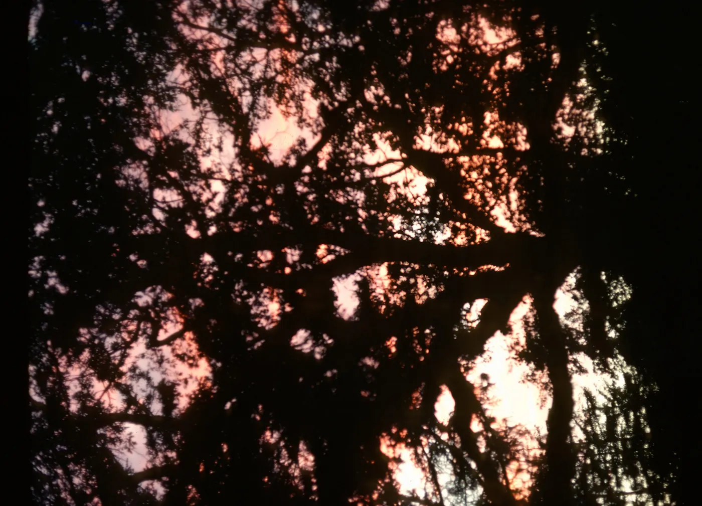Quercus lobata