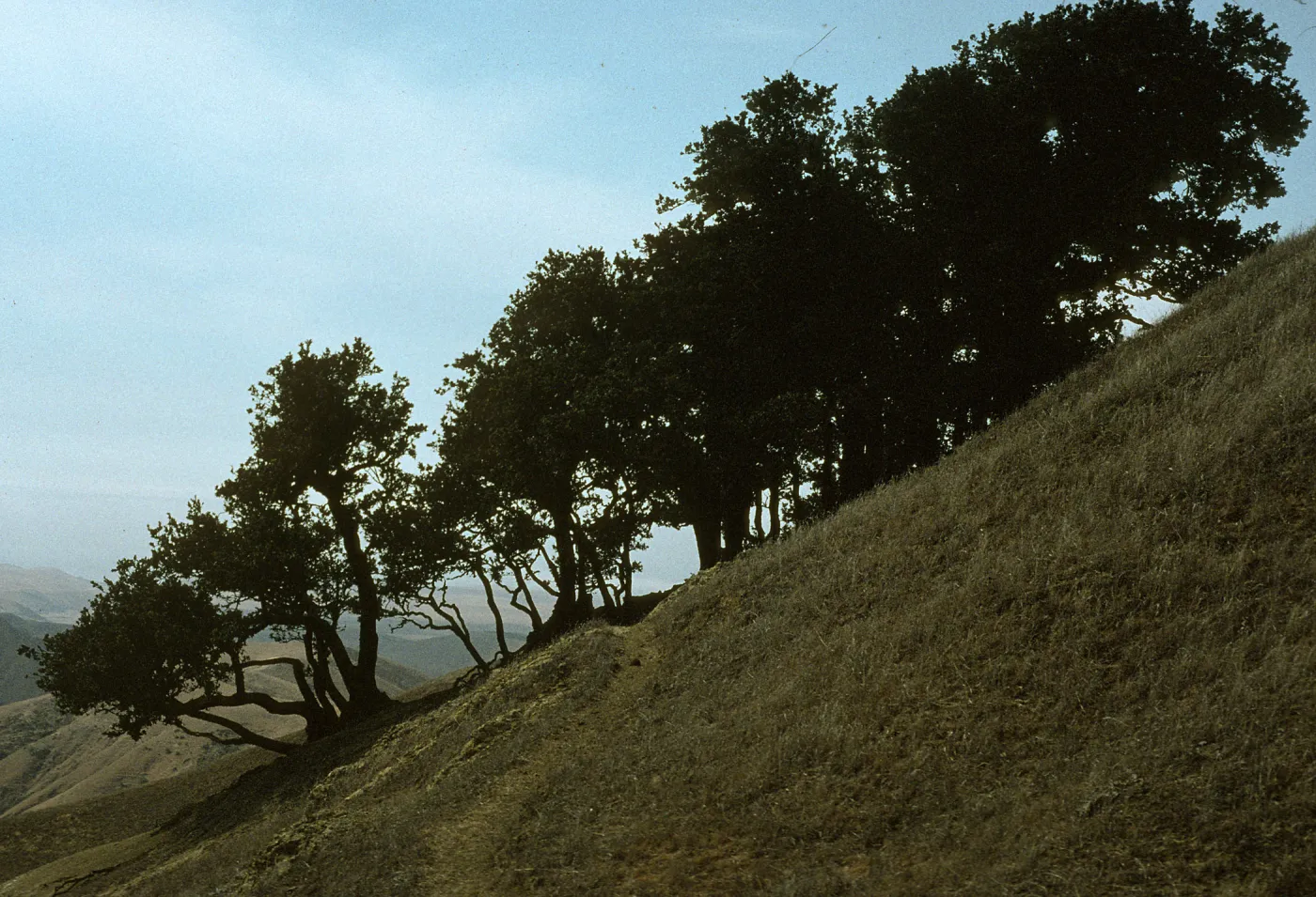 Quercus tomentella grove