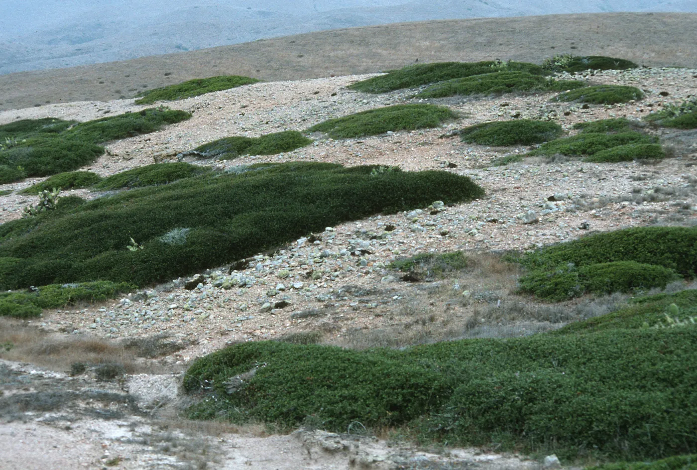 Quercus pacifica