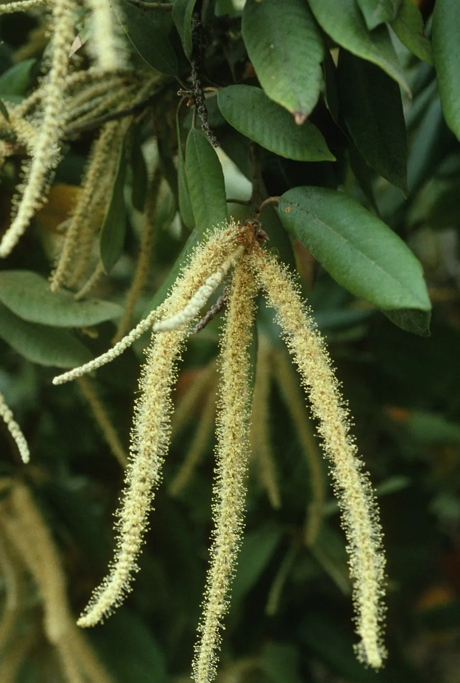 Lithocarpus leaves and flowering inflorescences