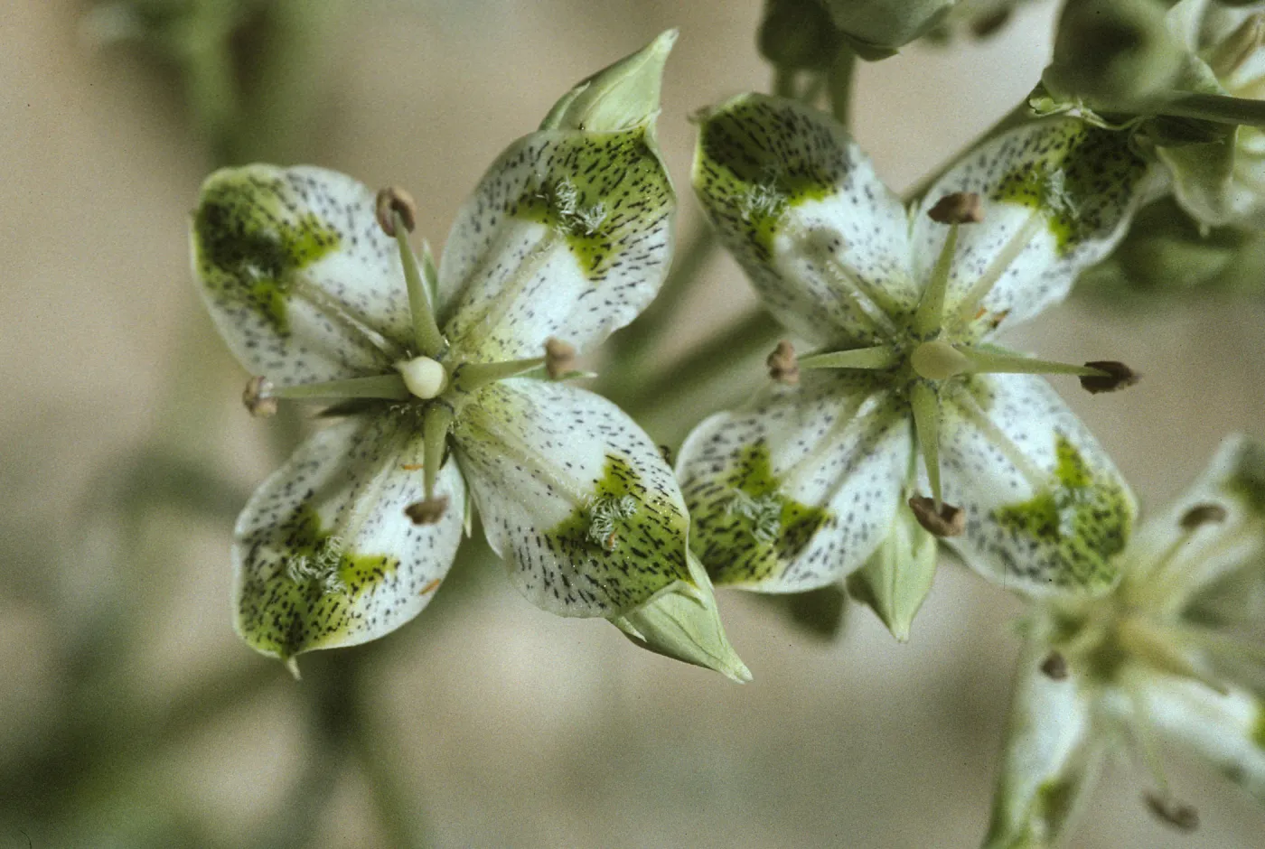 Swertia albomarginata