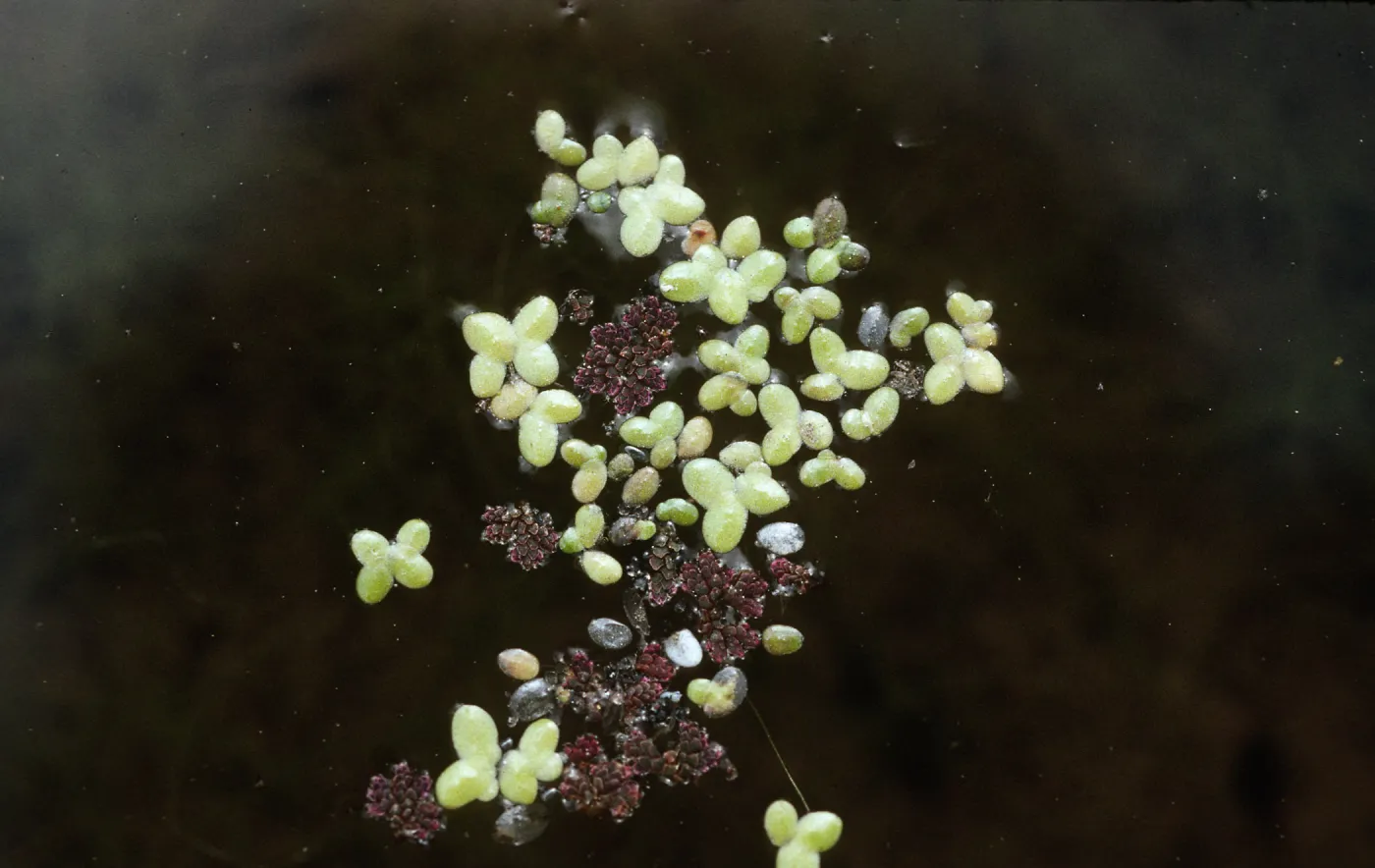 Lemna and Azolla
