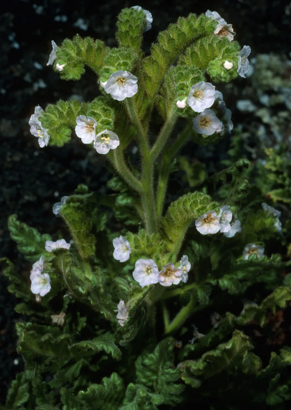 Phacelia ixodes, San Martin Is.