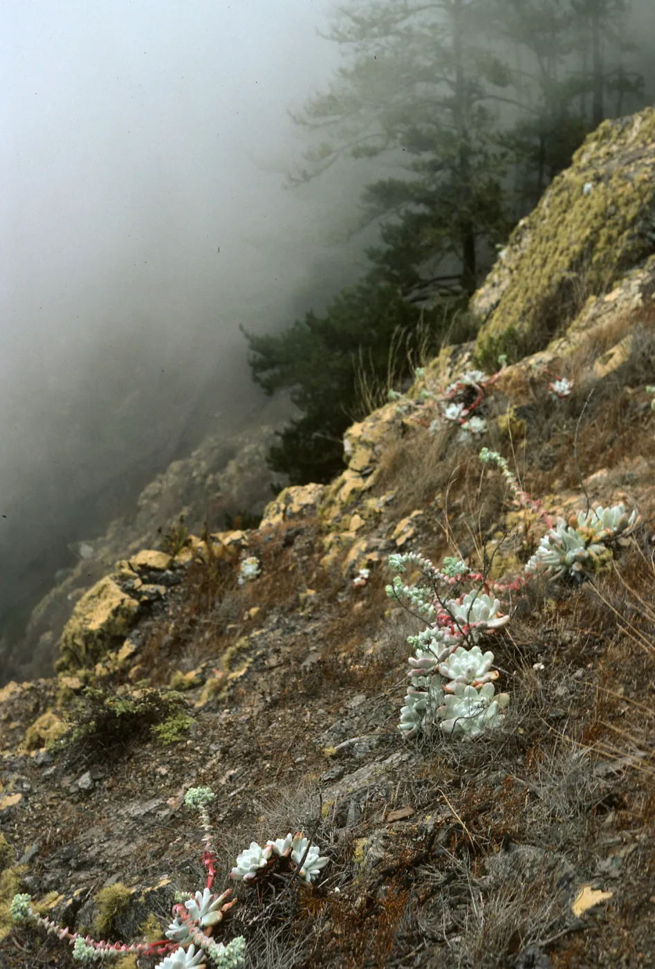 Dudleya pachyphytum