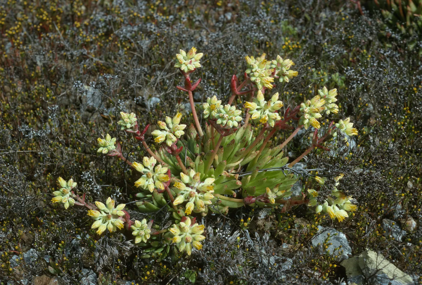 Dudleya linearis
