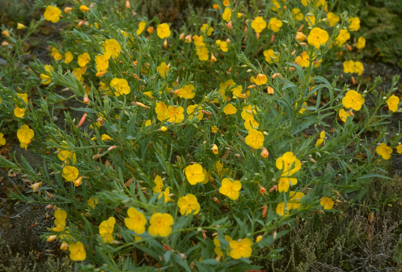 Oenothera, SE end, Natividad Isl.