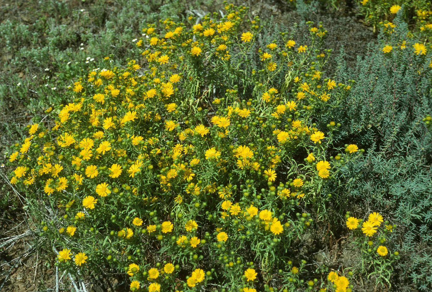 Hemizonia streetsii