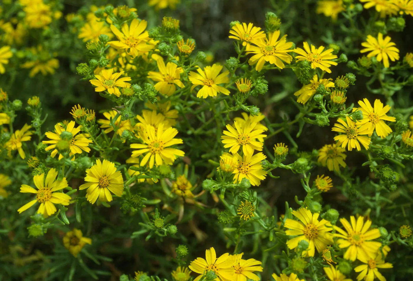 Hemizonia streetsii