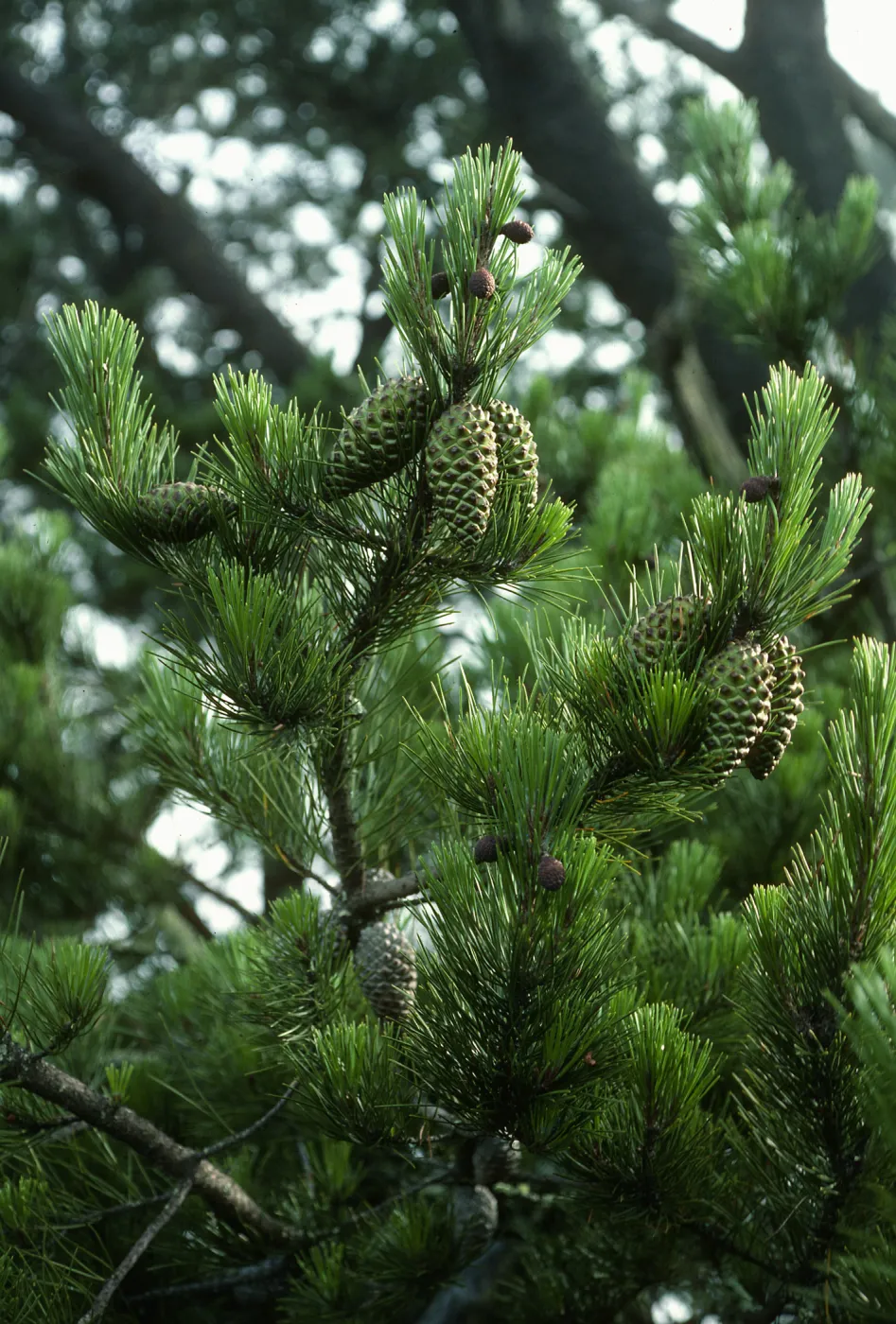 Pinus, head of Canada de la Mina, Cedros Isl.