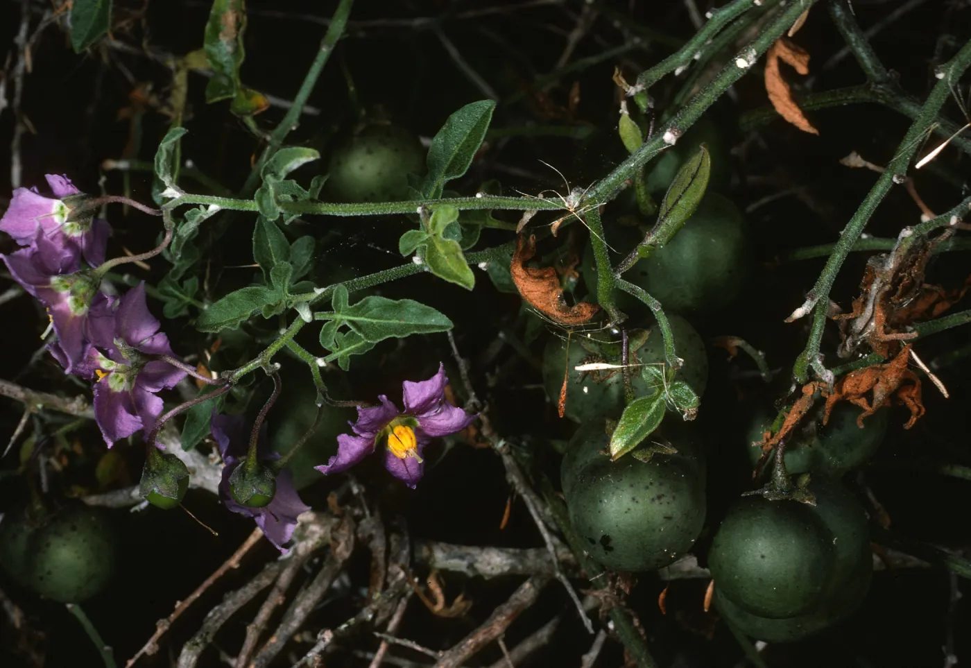 Solanum, San Martin Isl.