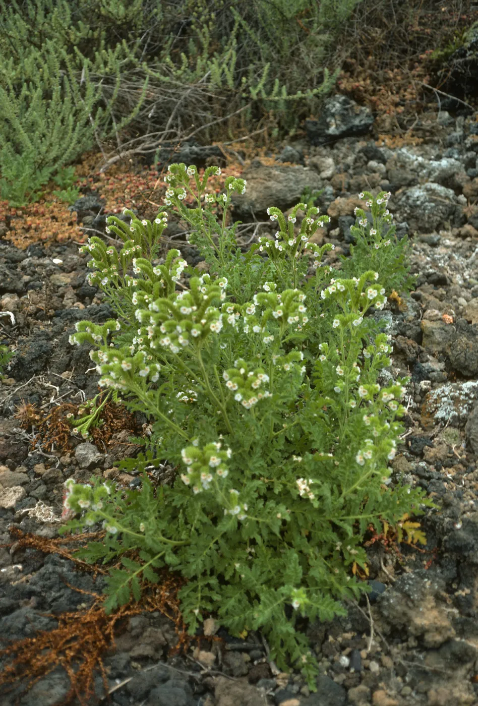 Phacelia ixodes