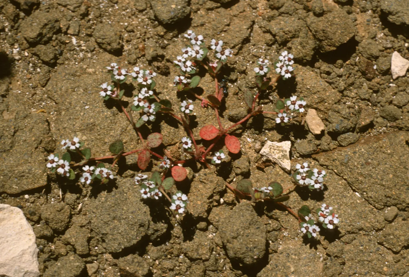 Euphoriba bartolomaei