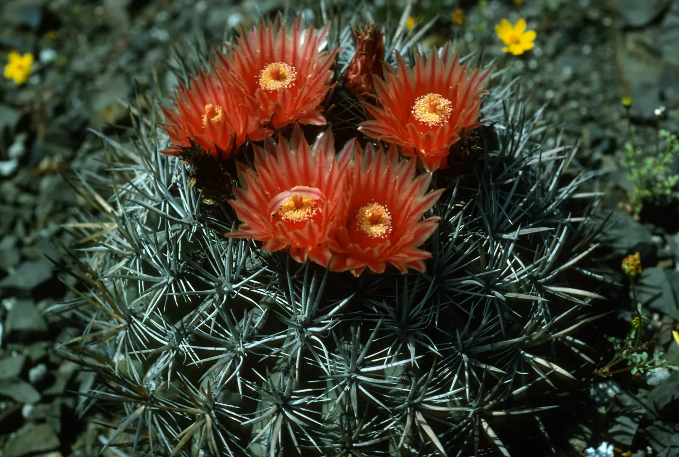 Ferocactus, W. side of island, Natividad Isl.