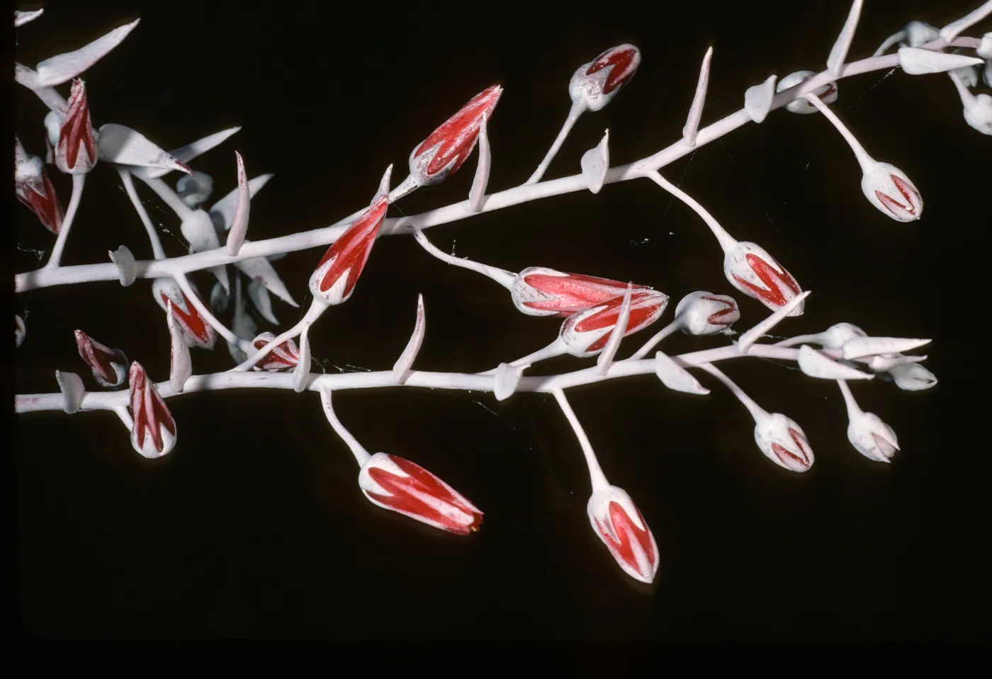 Dudleya anthonyi, San Martin Isl.